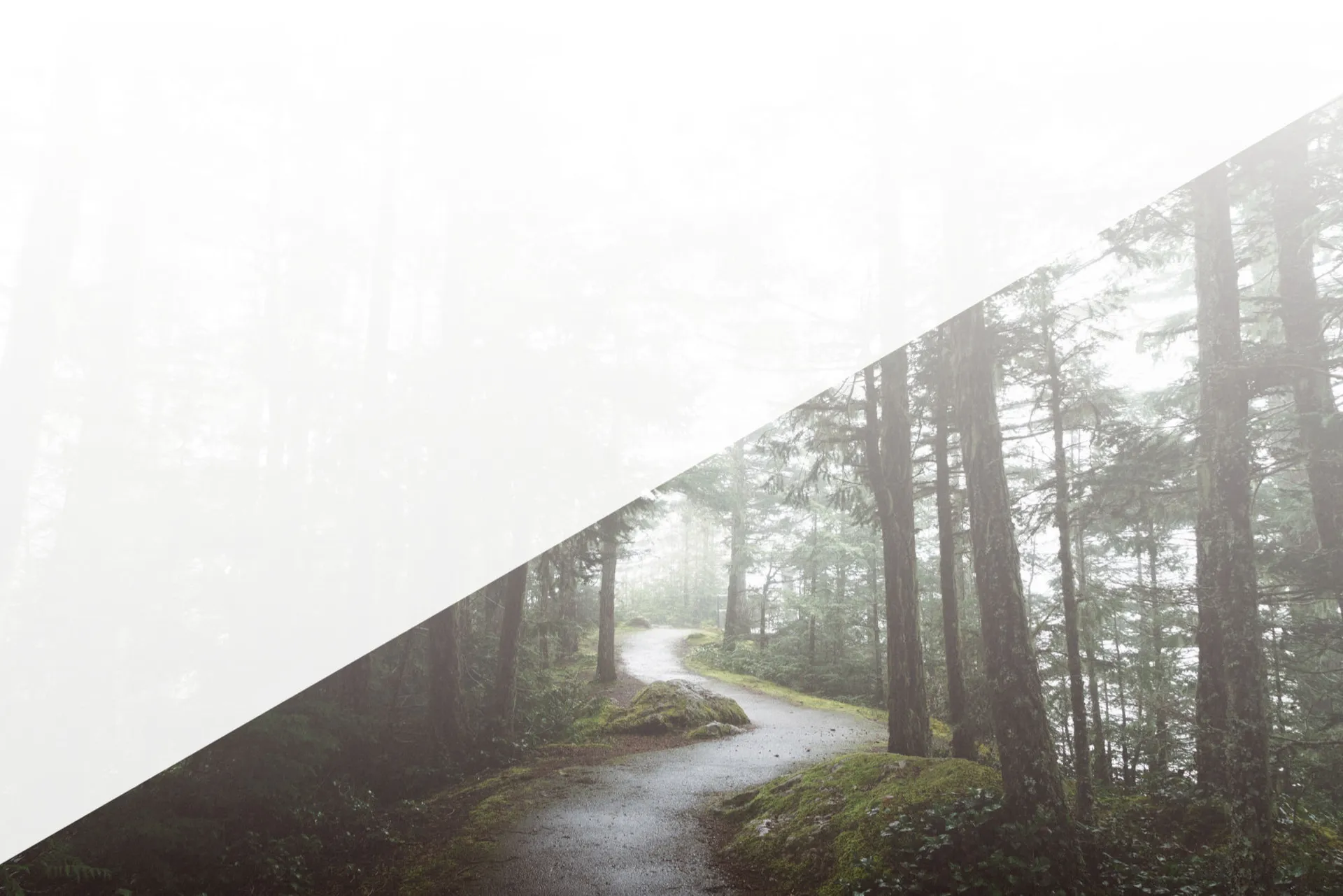 paved trail through a forest